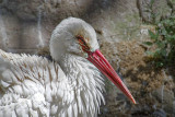 Not sure, Barcelona Zoo