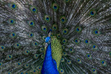 Proud Peacock, Ciutadella, Barcelona