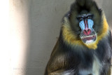 Mandrill, Barcelona Zoo