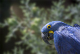 Blue Parrot, Barcelona