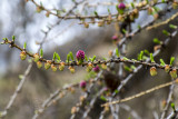 Engiadina flora