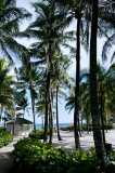 Palm Trees at Atlantis