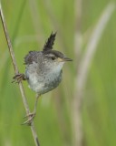 Worthingtons Marsh Wren, Harbor Island, SC, 2014