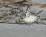 Piping Plover, Harbor Island, SC, 2014