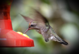 Hummingbird