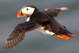 Puffin