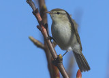 Greenish Warbler