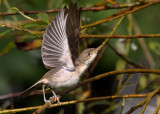 Eastern Olivaceous Warbler