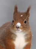 Red Squirrel