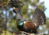 Capercaillie