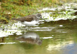 Green Sandpiper