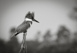 8. Belted Kingfisher