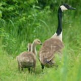 21. Taking a Walk Goose with Goslings