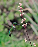 Hummingbird on Hecera