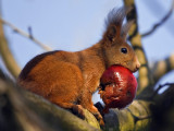 Red Squirrel Red Apple by Adam Kozik
