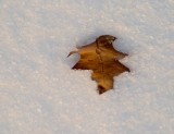 04. Leaf & Snow