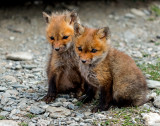 Fox Babes<br/>by Jack Sprano