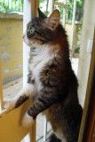 2013 The Cats of Istanbul. Another Cat in the Window SdV.jpg