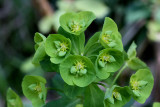 Euphorbia.