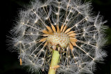 Dandelion Seeds.