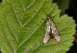 Male Scorpion Fly - Panorpa communis.
