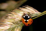 Ladybird.