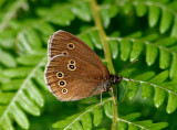 Ringlet.