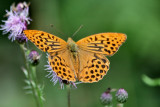 Male Silver-Washed Fritillary.
