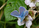 Male Common Blue Butterfly.