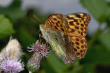 Silver-Washed Fritillary.