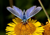Male Common Blue Butterfly.