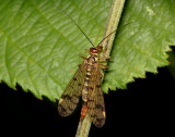 Female Scorpion Fly.