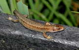 Common Lizard. 