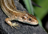 Common Lizard.