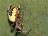Spider.
