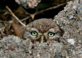 Young Little Owl.
