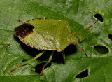 Common Shield Bug.