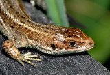 Common Lizard.