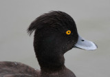 Tufted Duck.