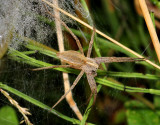 Nursery Web Spider.