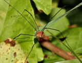 Harvestman.