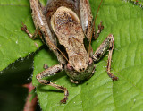Male Dark Bush Cricket.