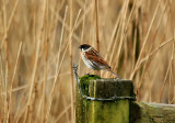 Male Reed Bunting.