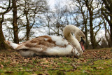 Mute Swan (young).