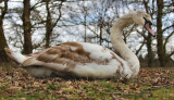 Mute Swan (young).