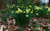 Wild Daffodils.