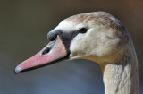 Young Mute Swan.