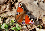 Peacock Butterfly (overwintered).