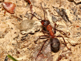 Wood Ant.