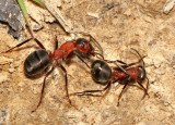 Wood Ants.